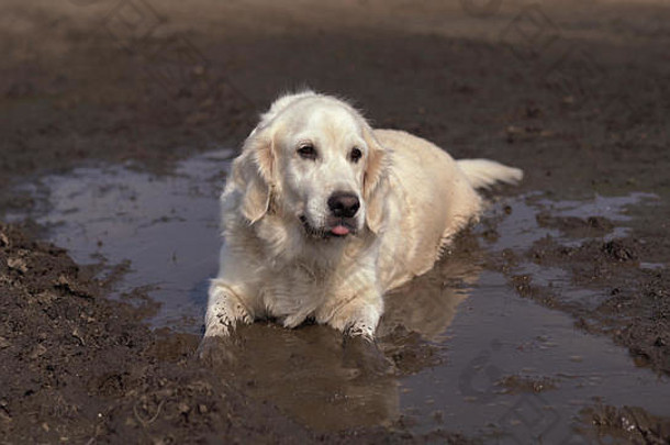 有趣的图片-一只美丽的纯种狗快乐地躺在泥泞的水坑里