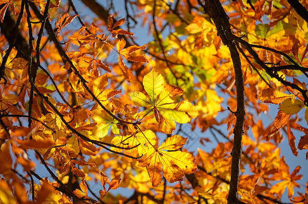 明亮的秋天背景，一棵栗子树的五颜六色的叶子，在十月一个美丽的阳光明媚的秋日，在蓝天下俯瞰