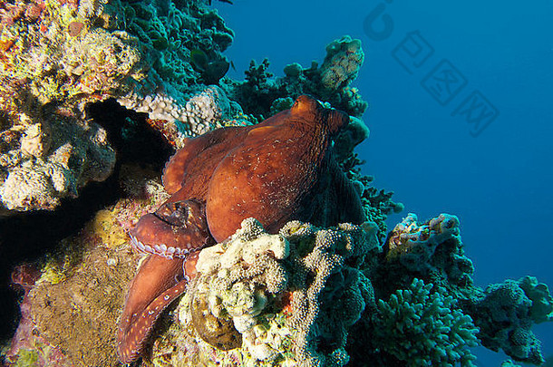 红海章鱼