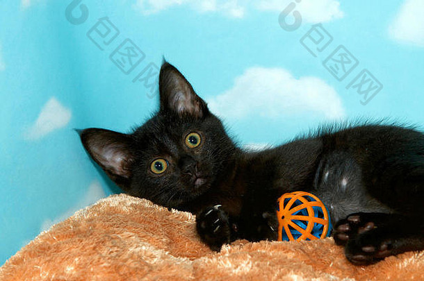 肖像黑色的小猫黄色的绿色眼睛铺设焦糖彩色的皮毛床上玩塑料球玩具直接查看器