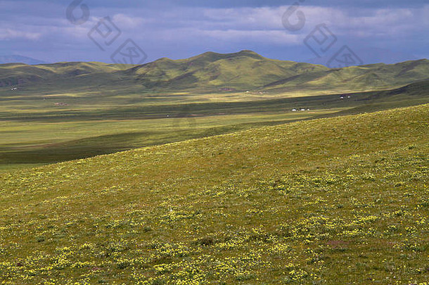 青藏高原的草原上铺满了鲜花
