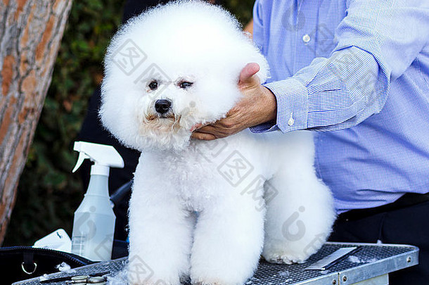 一只美丽可爱的白色比雄猎犬，由专业的美容师使用特殊的产品和制作工艺精心培育