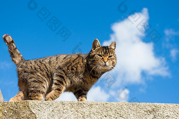 甜蜜的猫<strong>墙</strong>天空背景