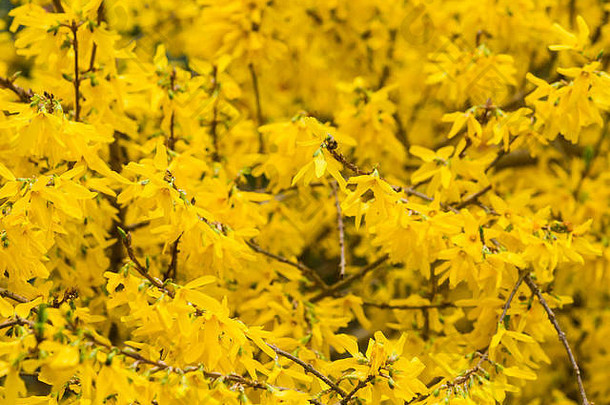 一束黄色连翘花。