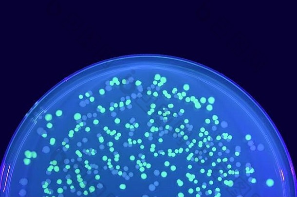 板绿色荧光正常的埃希氏杆菌属杆菌殖民地