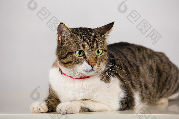 关闭肖像细心的好奇的条纹猫铺设地板上大眼睛虎斑可爱的小猫红色的领