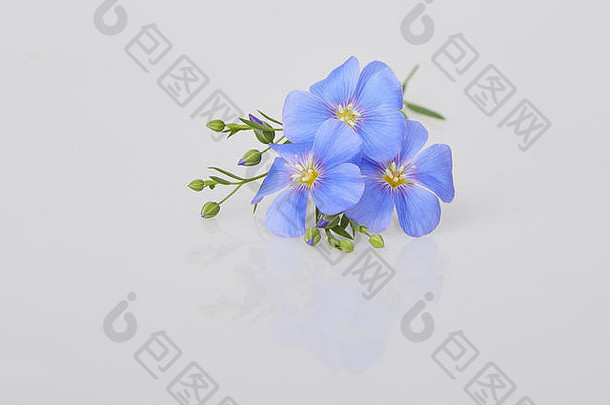 白色背景上的蓝色亚麻花。常用名称：普通亚麻或亚麻籽。特写镜头。