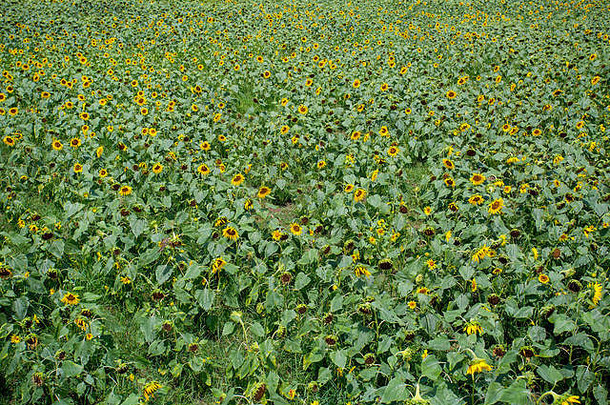 向日葵培养增加次年斯巴纳查尔区域诺阿卡利区当地的农民
