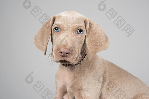 英国一只Weimaranar小狗的肖像。