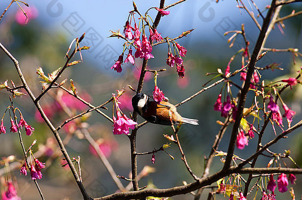 多种多样的乳头粉红色的樱桃花朵森林parus瓦里乌斯