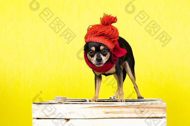在摄影棚的摄影会议上，穿着冬衣的玩具狗品种的有趣的狗