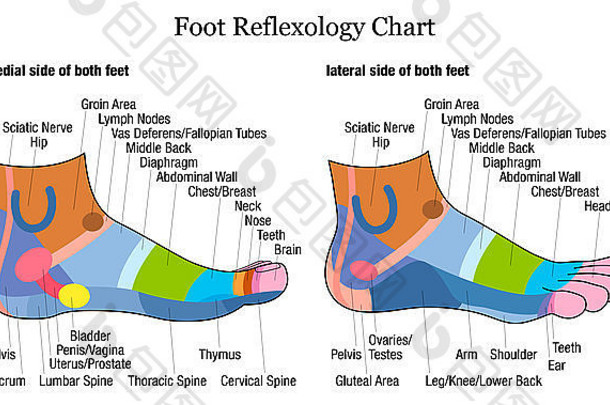 足部反射图-足部内侧和外侧视图-以及相应内脏的描述