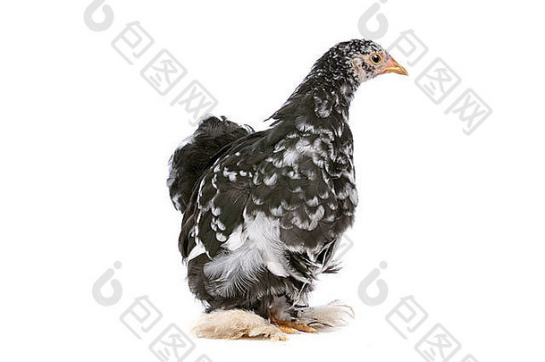 色彩斑斓的鸡前面白色背景