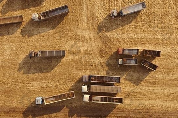 粮食卡车小麦场收获