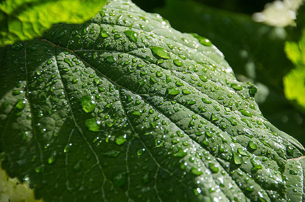 绿色叶透明的滴雨生态概念自然背景葛兰叶子