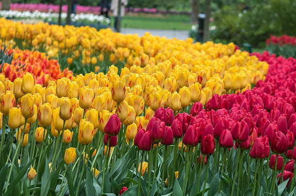 荷兰阿姆斯特丹花园里的春天郁金香园