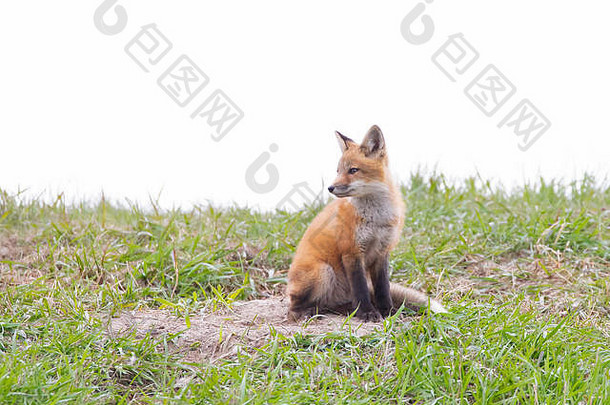 在加拿大的春天，红狐秃鹫在绿草覆盖的小山上的巢穴旁等待