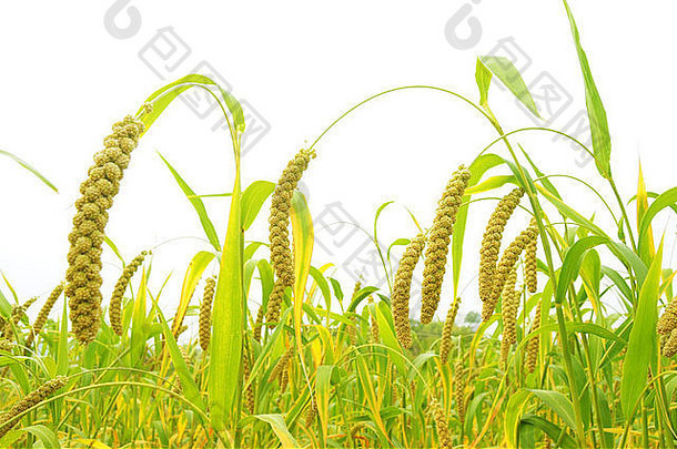成熟的小米作物字段秋天