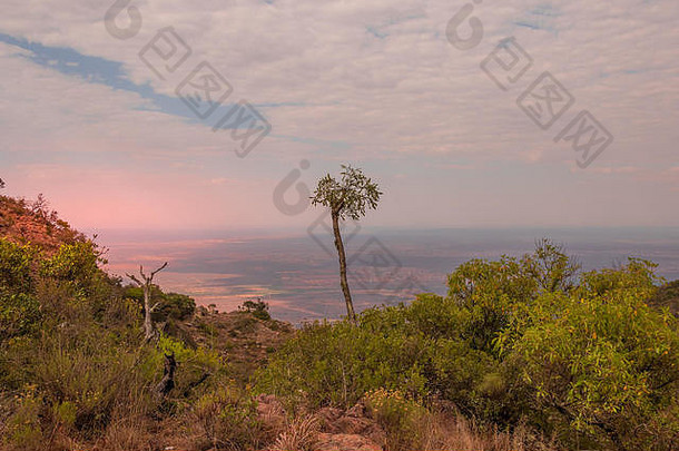 单基佩索尔树高苏特潘斯贝格山林波波河省南非洲