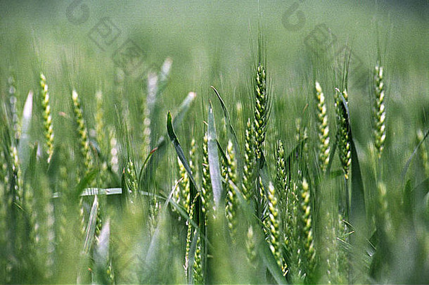 小麦日益增长的场威尔特郡