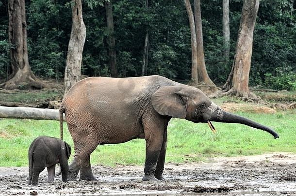 大象小腿大象牛非洲森林大象学名Loxodonta非洲cyclotis迪扬加生理盐水森林清算中央非洲