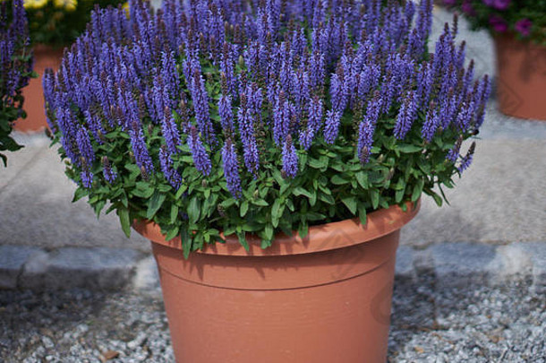 郁郁葱葱的紫罗兰色鼠尾草在花盆里盛开，让人感觉到鼠尾草紧致的蓝色