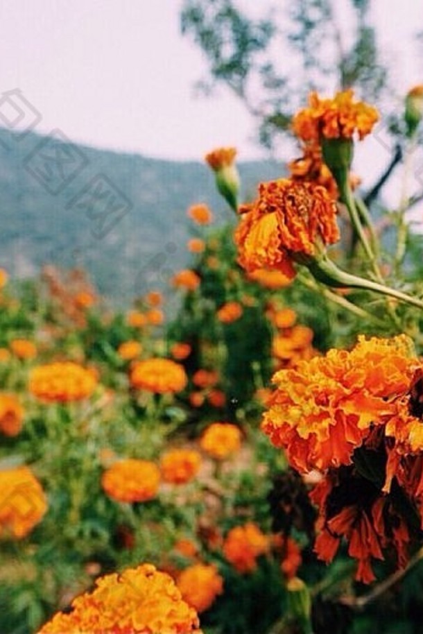 中国门头沟美丽的橙色花朵