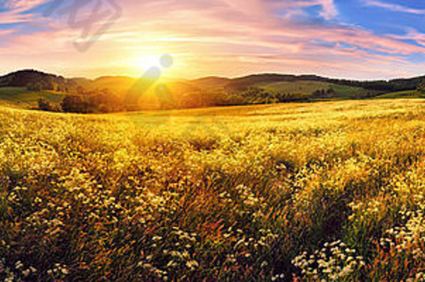 全景色彩斑斓的日落美丽的草地宽格式农村景观充满活力的颜色