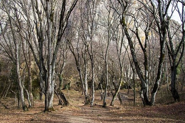 格鲁吉亚森林树木和环境，野生。
