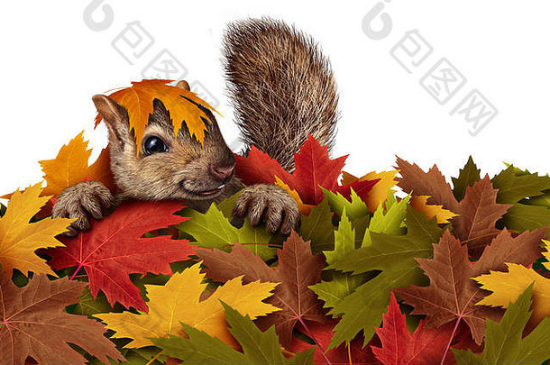 一只可爱的松鼠在一堆秋叶中玩耍，它是一只顽皮的啮齿动物，在白色背景下独自享受户外生活。