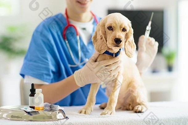 兽医检查狗。小狗在兽医那里。<strong>动物</strong>诊所。宠物检查和疫苗接种。狗的保健。