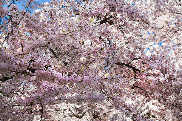 春天樱花盛开的景象。