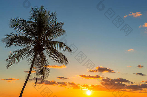 轮廓热带棕榈树日落表达式旅行旅游完美的背景壁纸