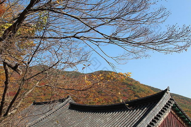 秋叶、树枝和传统的韩国蓝天屋顶，韩国