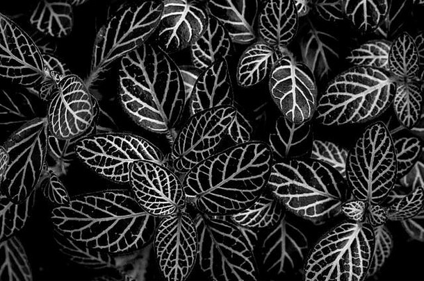 特写镜头佩佩罗米亚植物叶子黑色的白色