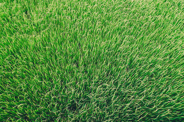 绿草稻田纹理背景为春夏两季，世界地球日理念为节约环境清洁理念