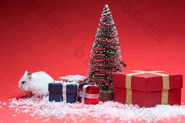 可爱的仓鼠红色的背景圣诞节树礼物