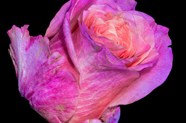 颜色生活花宏肖像单孤立的紫罗兰色的粉红色的开花玫瑰开花黑色的背景古董绘画风格