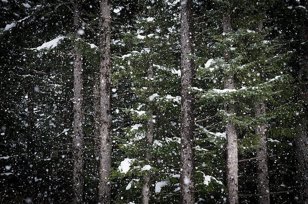 雪下降云杉森林东南阿拉斯加