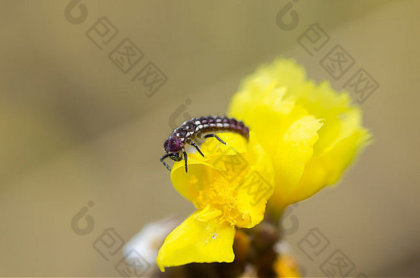自然界黄色花朵上的瓢虫幼虫