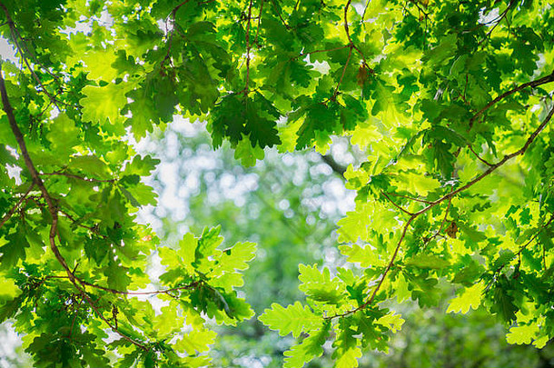 凝视绿色橡木树叶子模糊的中心