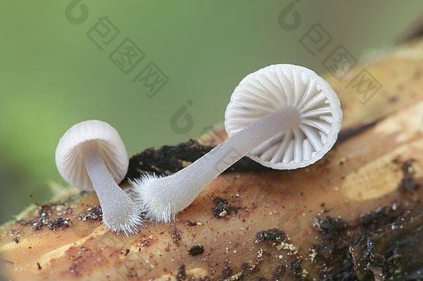 红缘蘑菇（Mycena rubromarginata），被称为红边软帽，来自芬兰的野生蘑菇