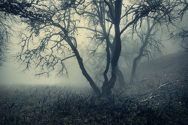 神秘的<strong>秋天</strong>森林，早晨有绿色的雾。美丽的风景。复古风格