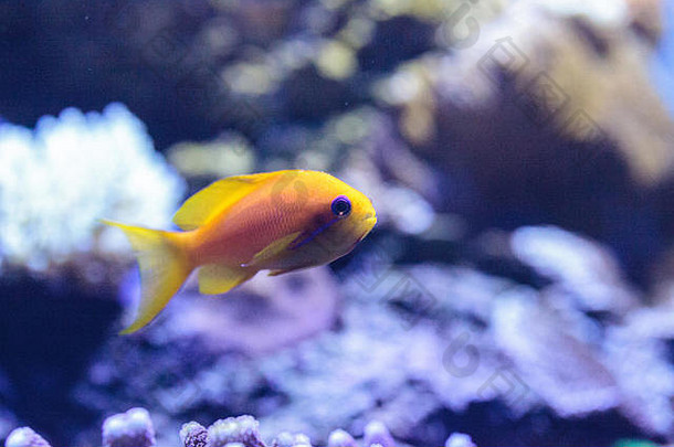 珊瑚礁中的一种名为Pseudanthias squamipinis的黄鱼。