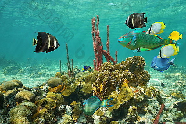 <strong>珊瑚色</strong>彩斑斓的热带鱼水浅海底加勒比海