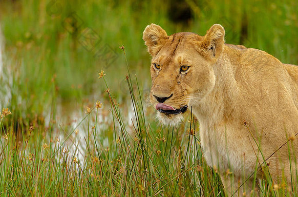 非洲坦桑尼亚的狮子（美洲狮狮子）在徘徊