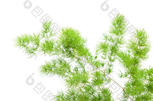 白色背景上用于插花的绿色蓬松芦笋枝条