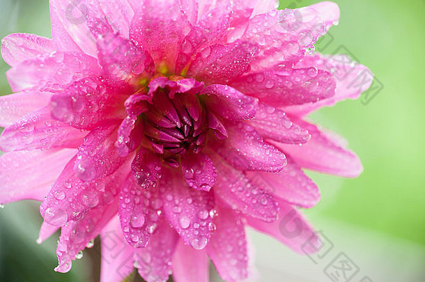 粉红色的大丽花上覆盖着<strong>小水滴</strong>。这张照片的景深很浅。