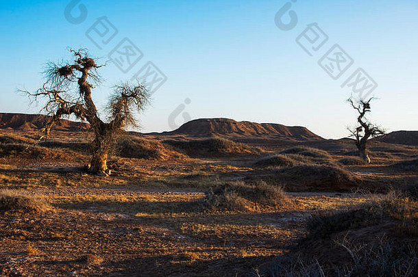 杨属diversifolia树沙漠西蒙古中国