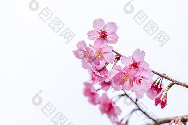 美丽的樱花樱花树在<strong>春天</strong>绽放在蔚蓝的天空，空间，关闭。